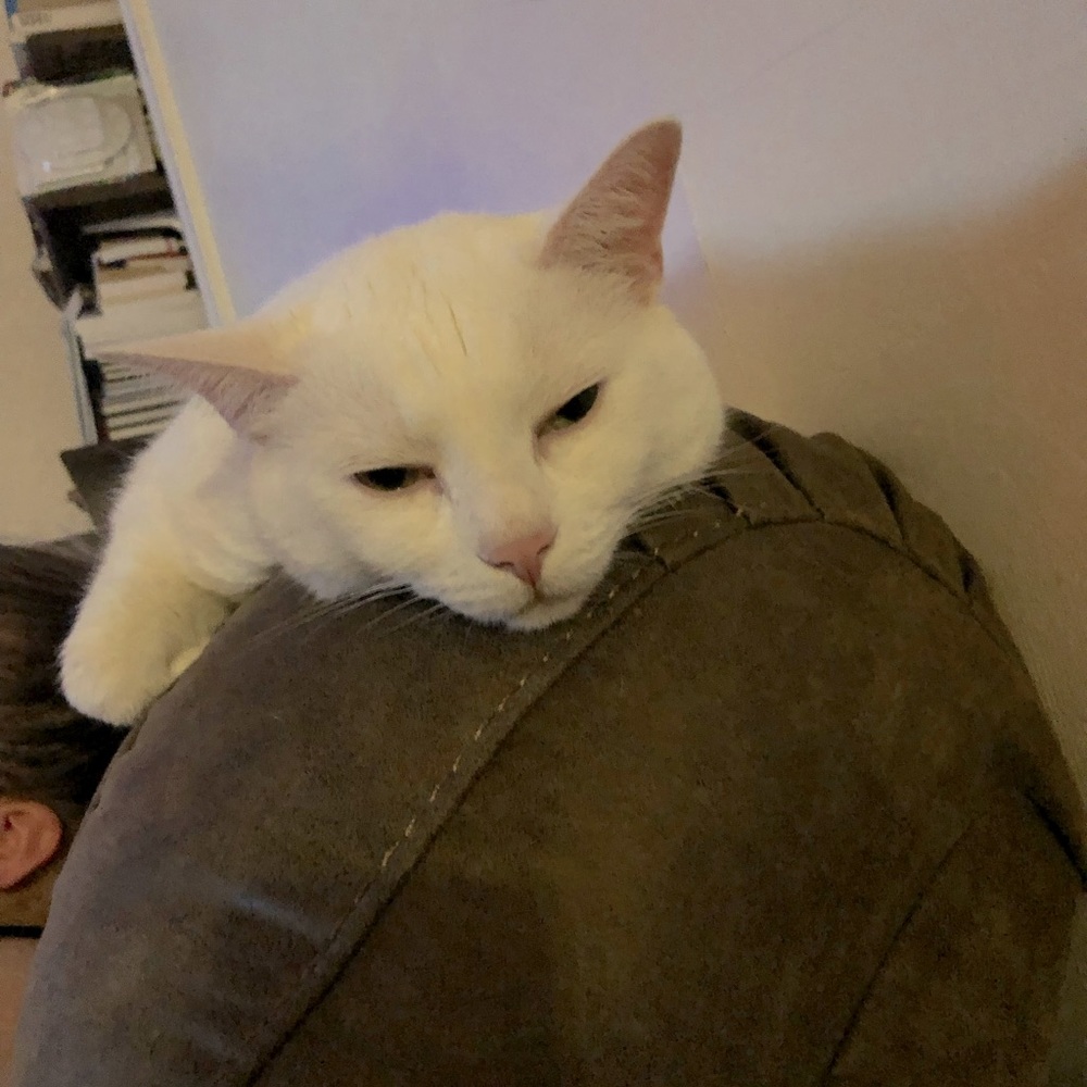 Meet your Posher Bron